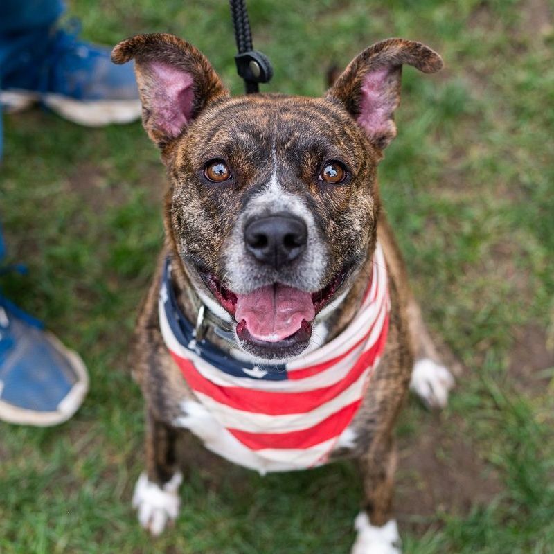 Dolly: Adopt or Forever Foster